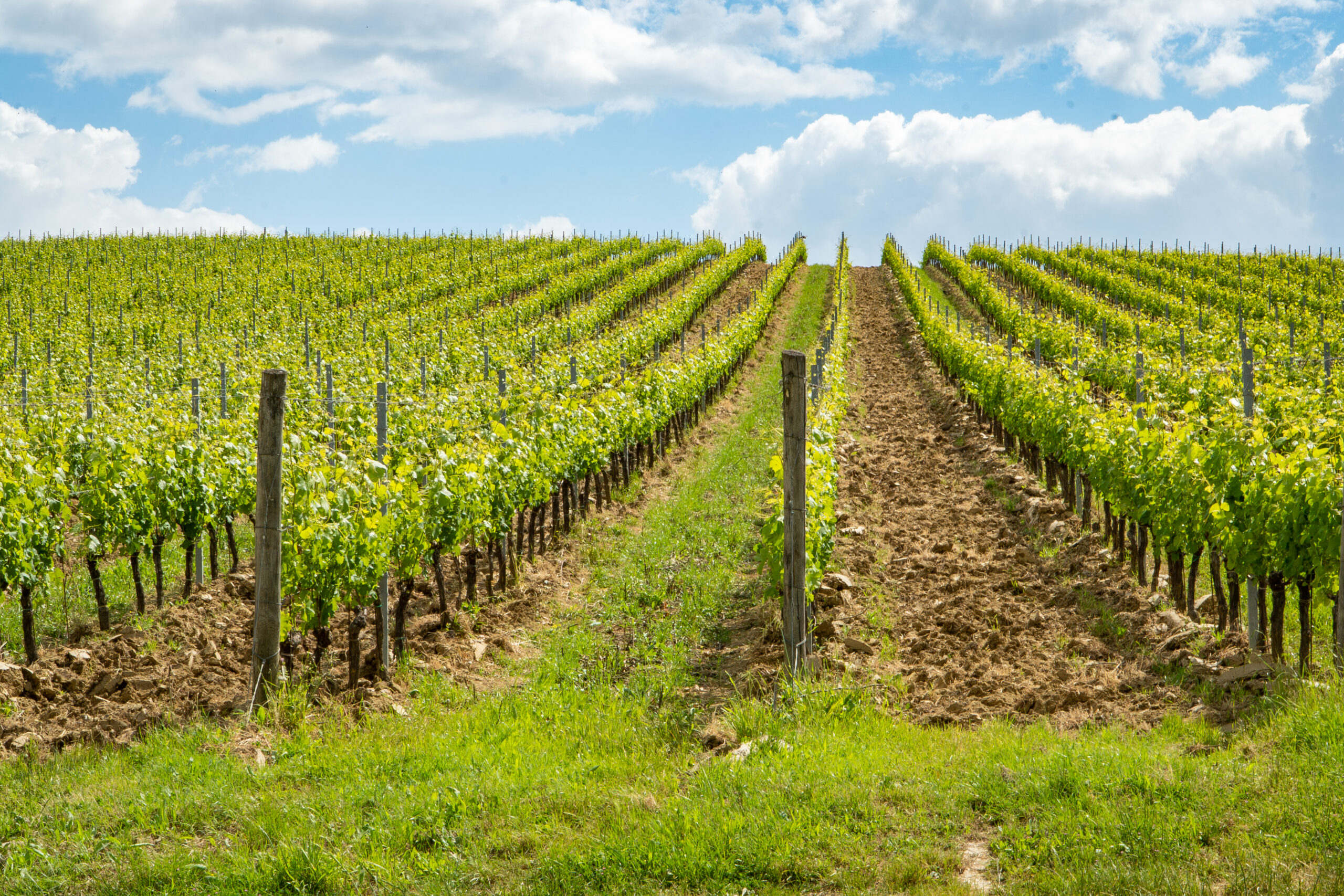 Vitigno_Chianti_Classico