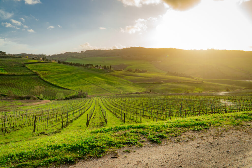 Nell'immagine vitigni di Chianti Classico in Toscana